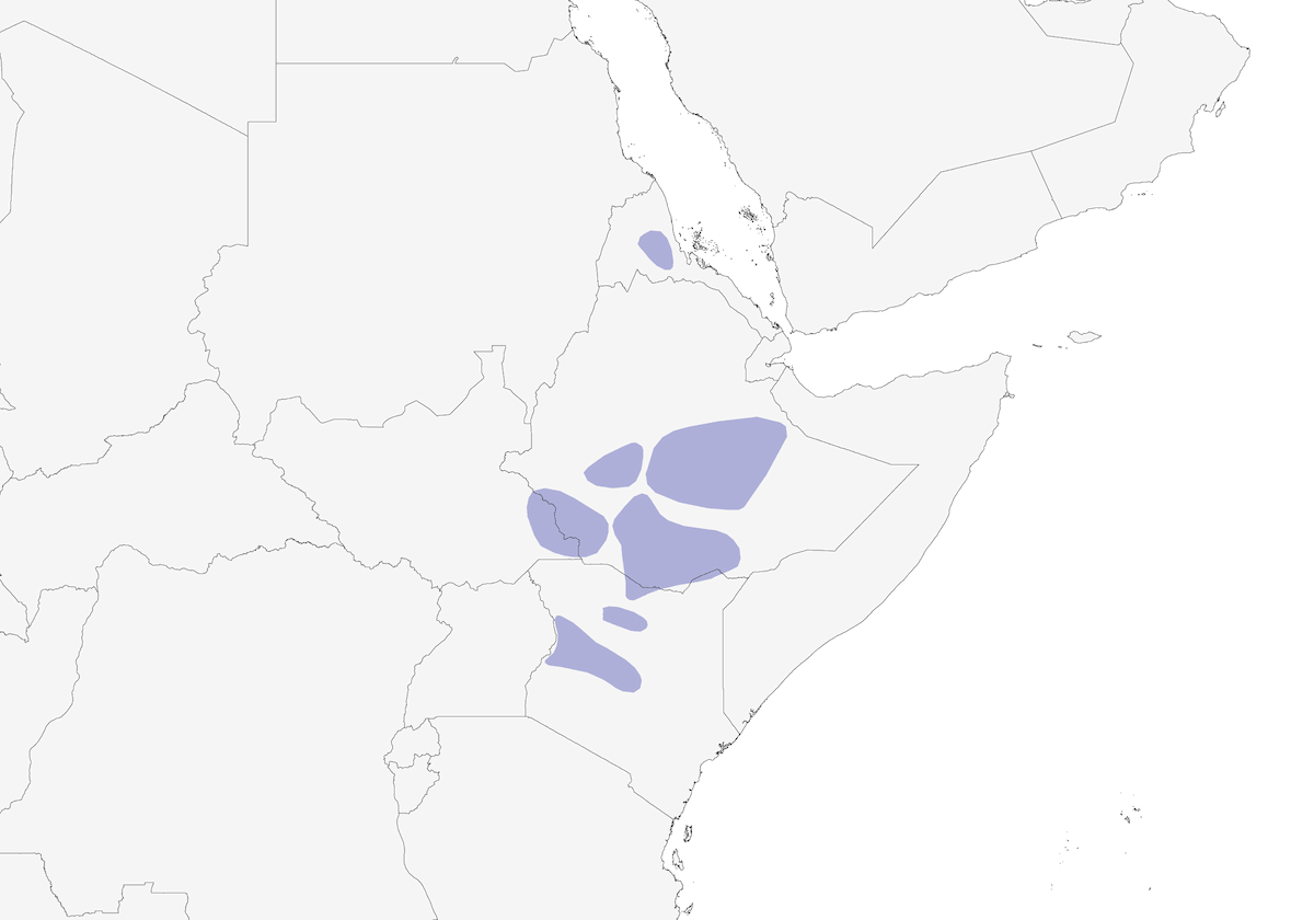 Boran Cisticola, Distribution 1