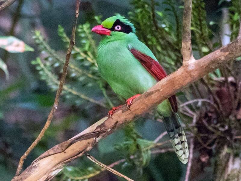 Bornean Green-Magpie, Photos 3