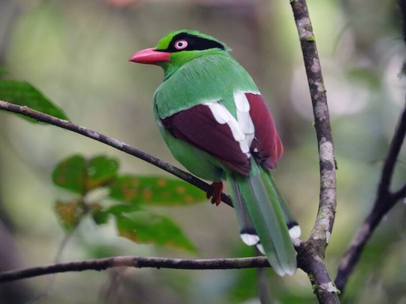 Bornean Green-Magpie, Photos 4