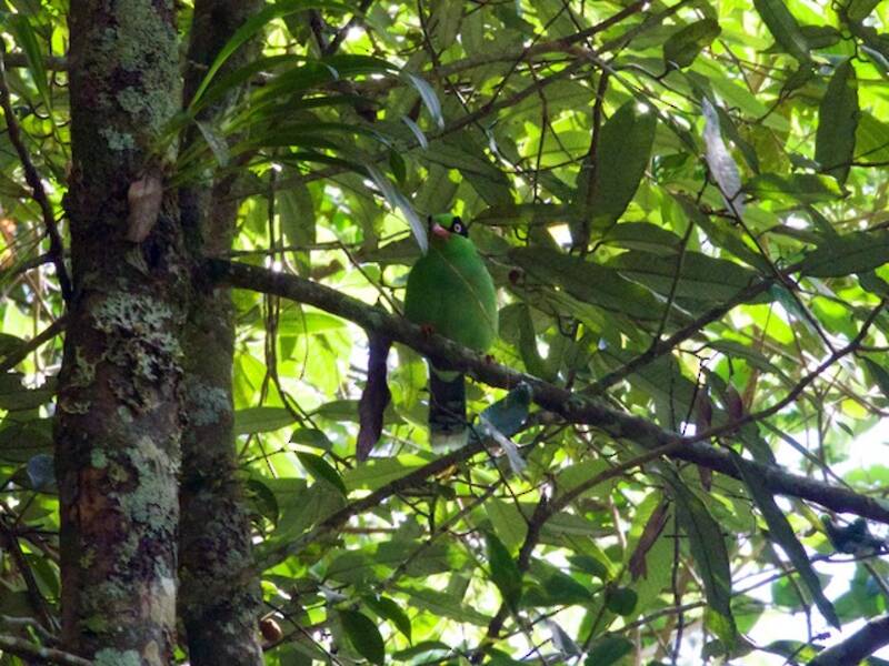 Bornean Green-Magpie, Photos 2