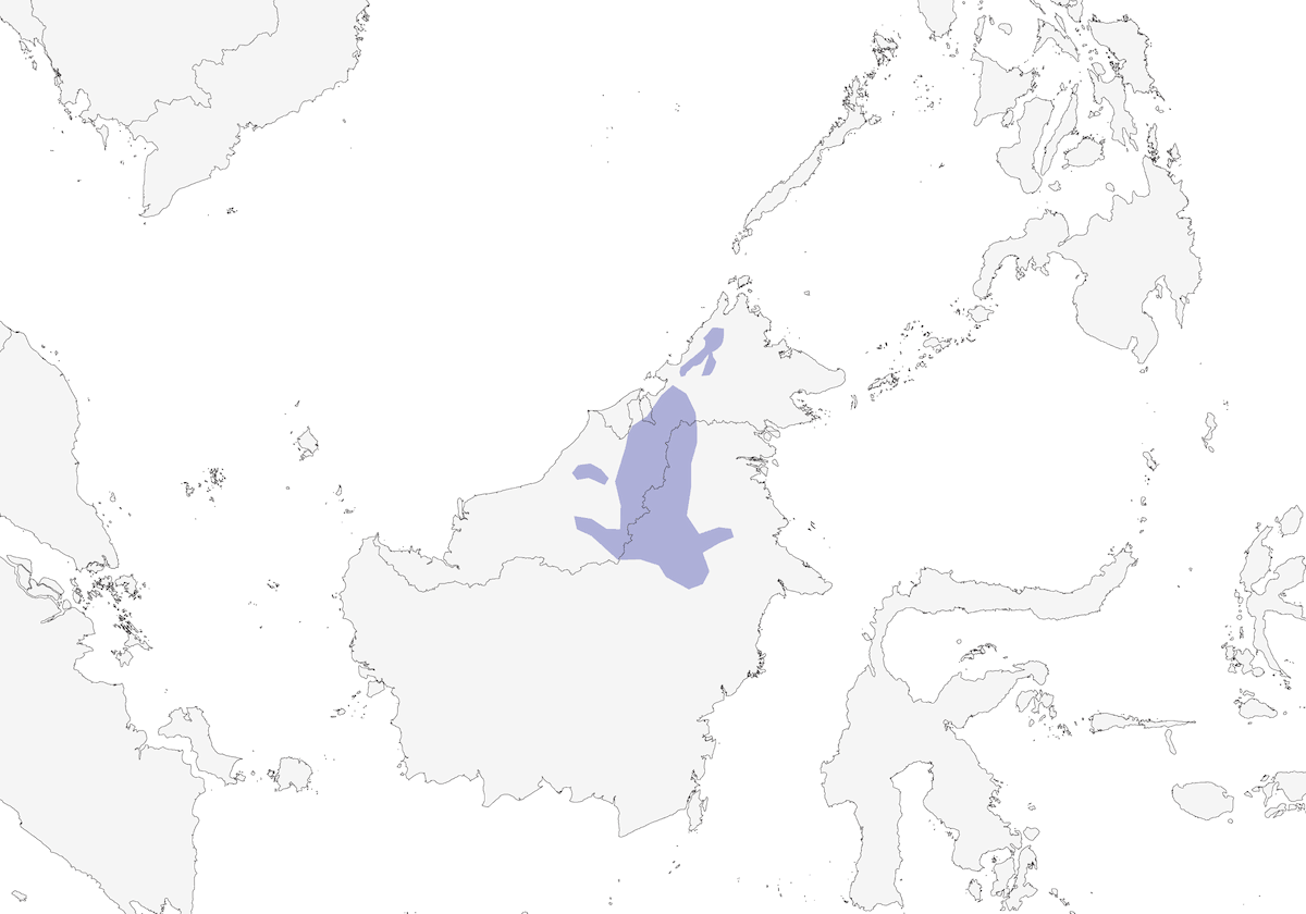 Bornean Green-Magpie, Distribution 1