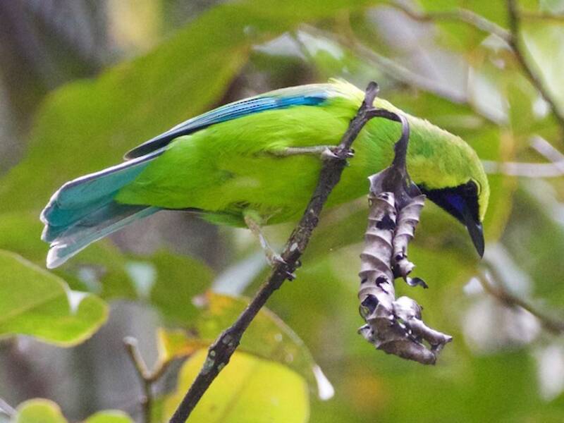 Verdin de Bornéo, Photos 4