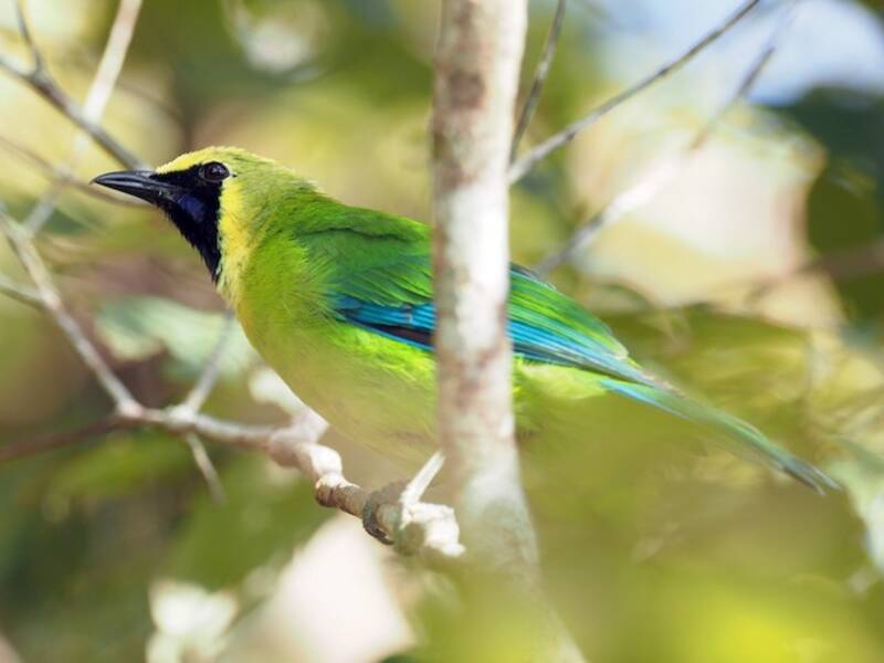 Verdin de Bornéo, Photos 3