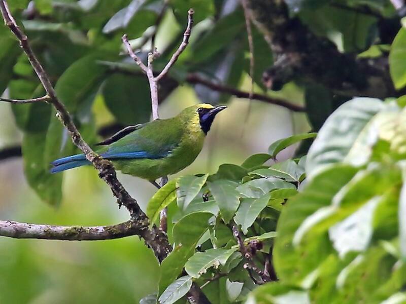 Verdin de Bornéo
