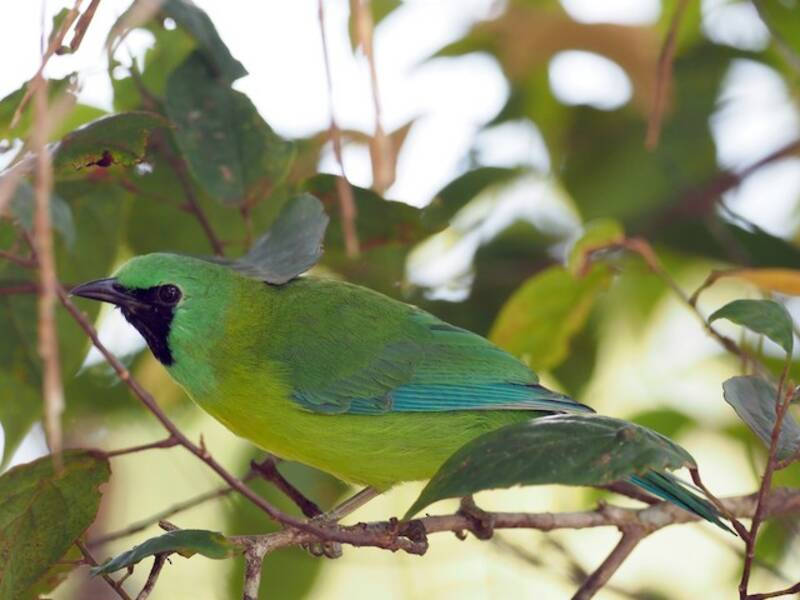 Verdin de Bornéo, Photos 2