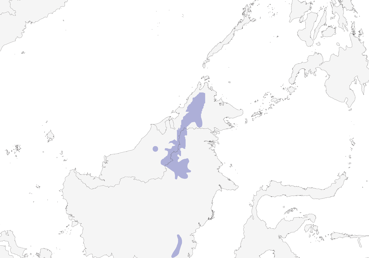 Verdin de Bornéo, Distribution 1