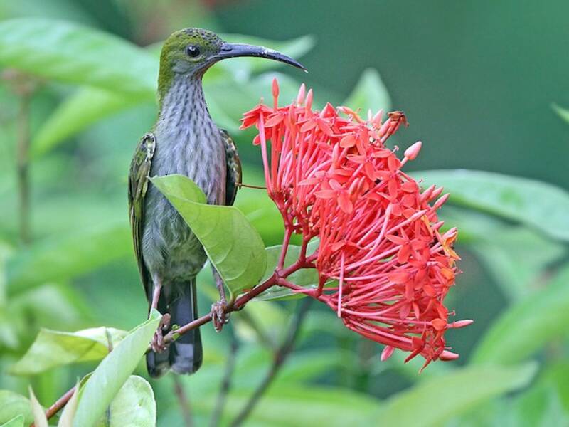 Arañero de Borneo, Fotos 4