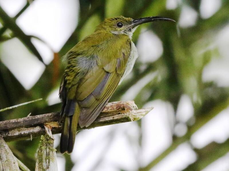 Arañero de Borneo, Fotos 3