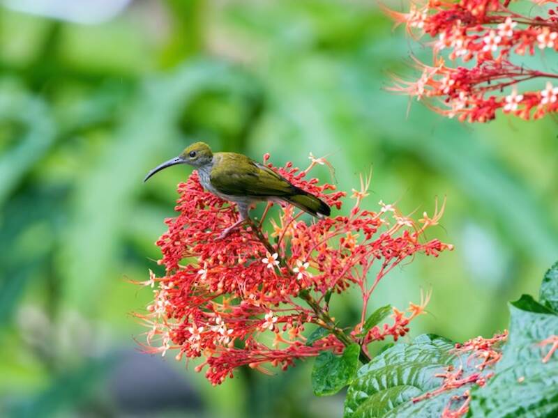 Arañero de Borneo