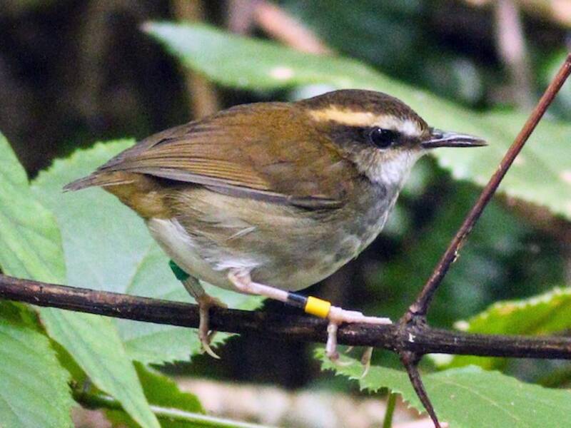 Bornean Stubtail
