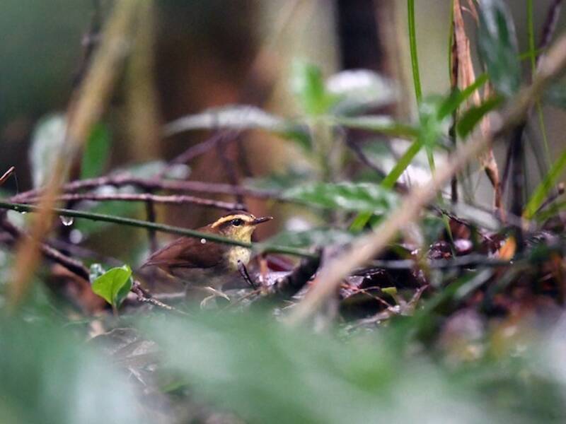 Borneo-Stummelschwanz, Fotos 4