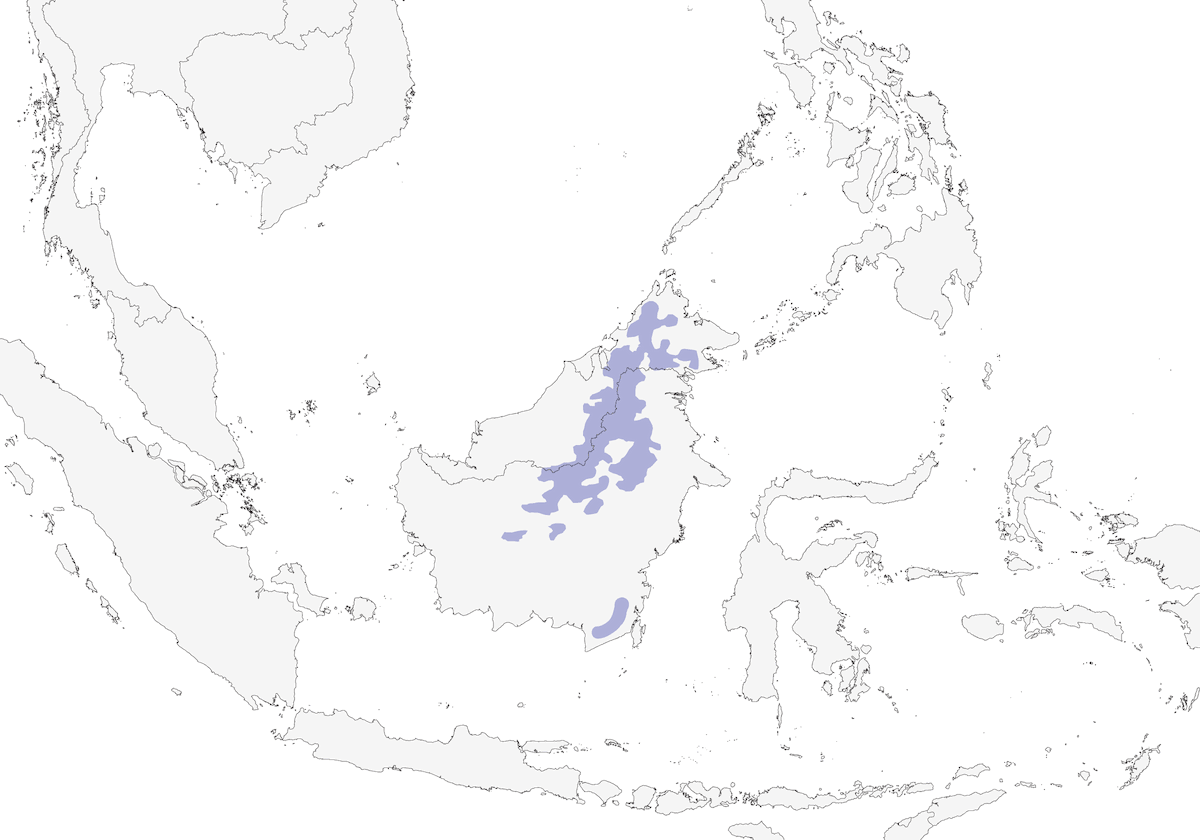 Borneo-Stummelschwanz, Verbreitung 1