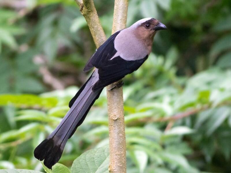 Borneo-Baumelster, Fotos 3