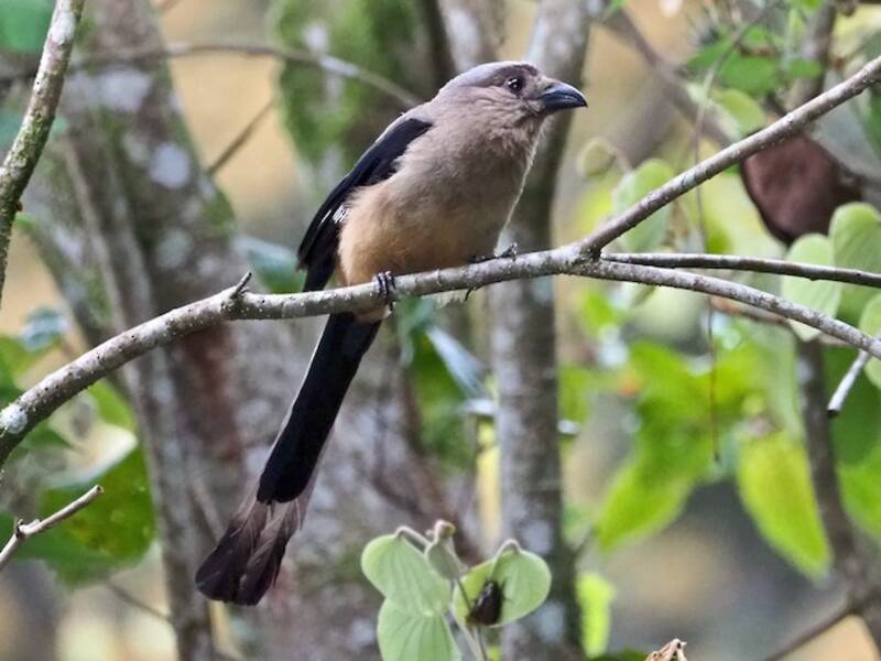 Bornean Treepie
