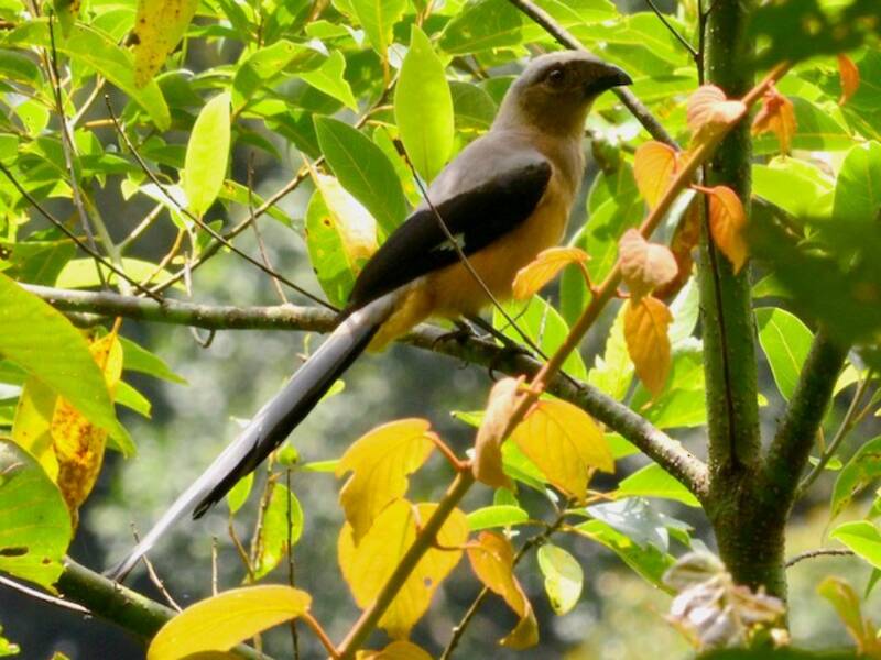 Borneo-Baumelster, Fotos 2