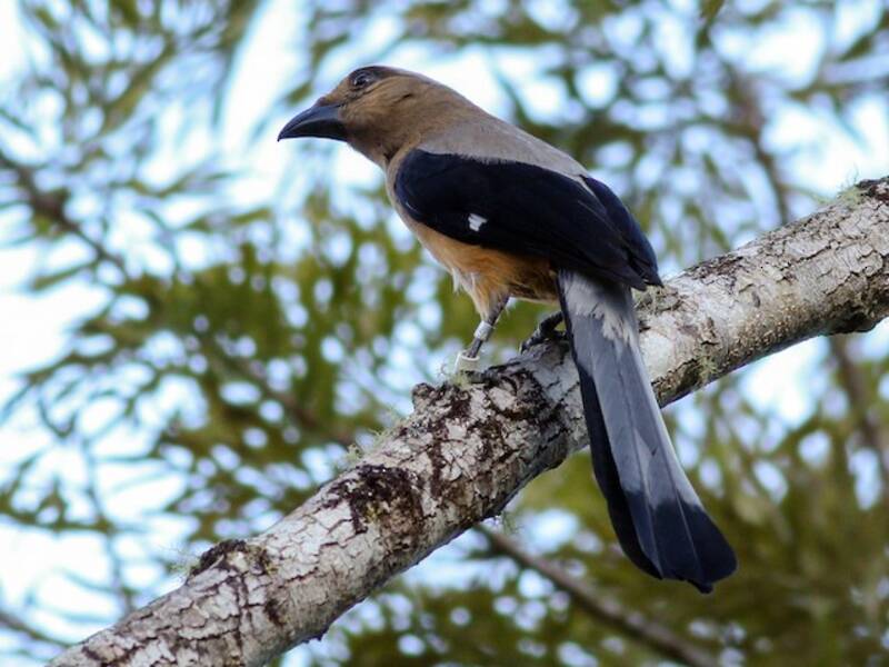 Borneo-Baumelster, Fotos 4