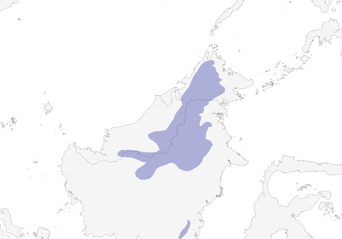 Borneo-Baumelster, Verbreitung 1