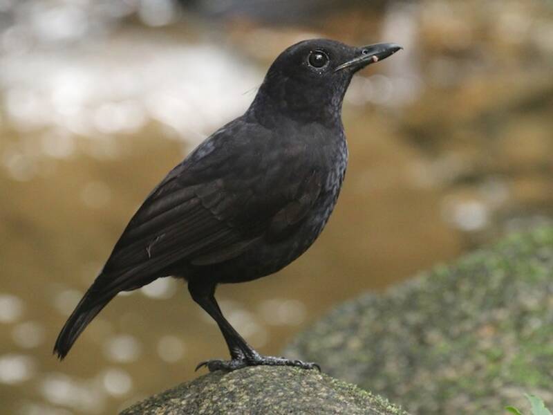 Bornean Whistling-Thrush, Photos 3