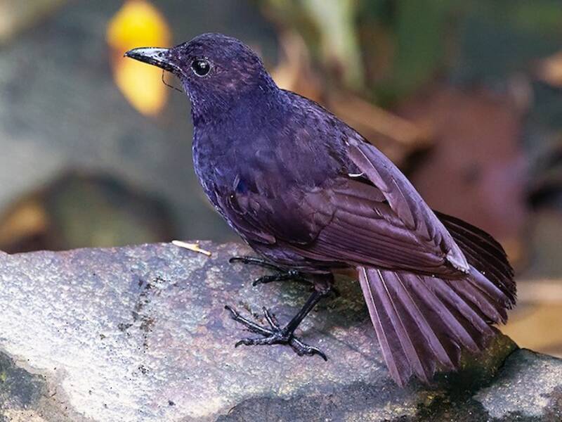 Bornean Whistling-Thrush, Photos 4
