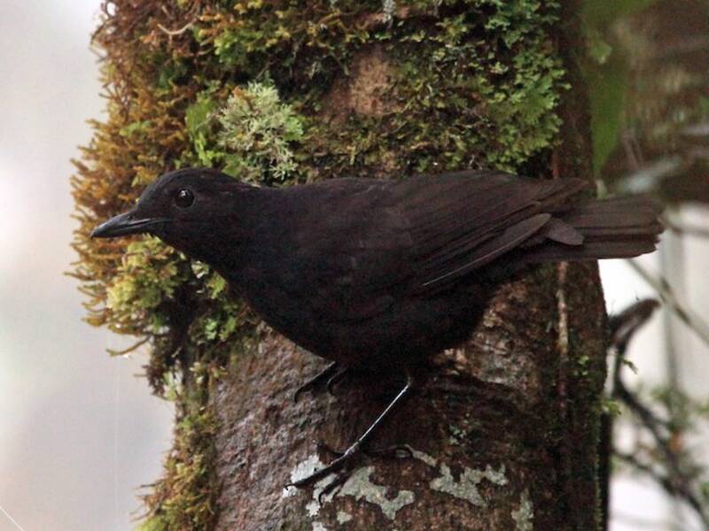 Bornean Whistling-Thrush