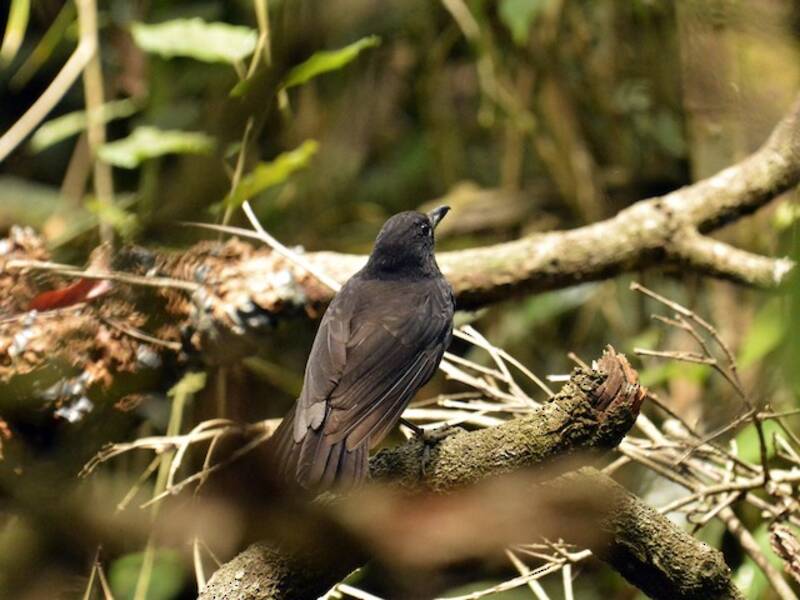 Bornean Whistling-Thrush, Photos 2