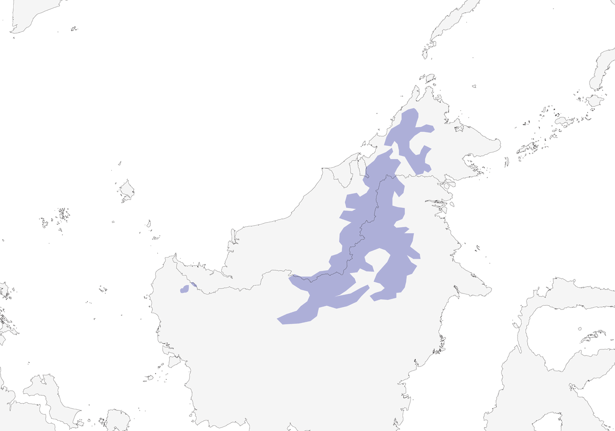 Bornean Whistling-Thrush, Distribution 1