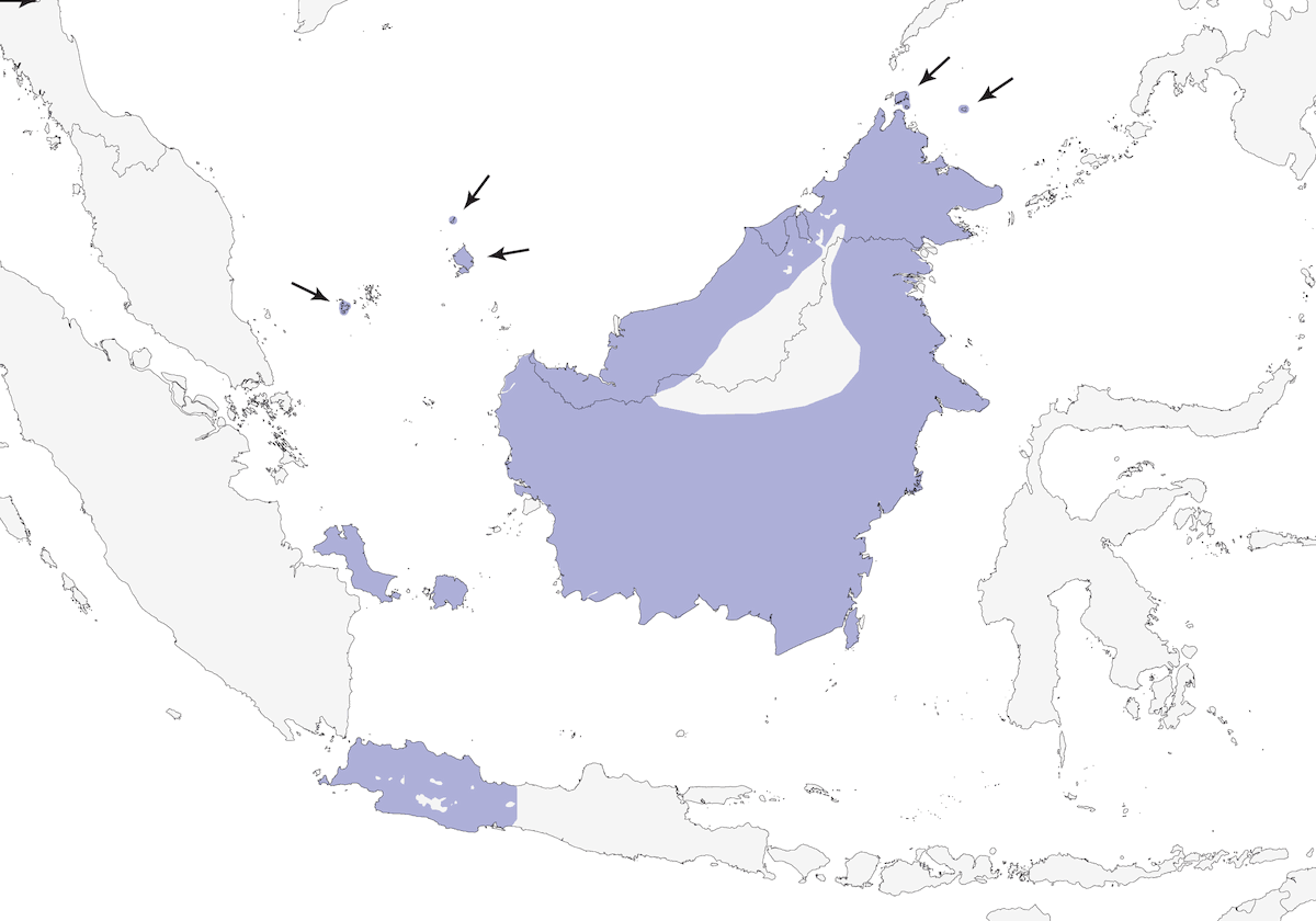 Timalí de Rayas Notorias, Distribución 1