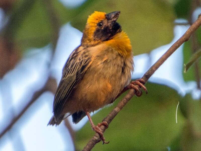 Bob-tailed Weaver, Photos 2