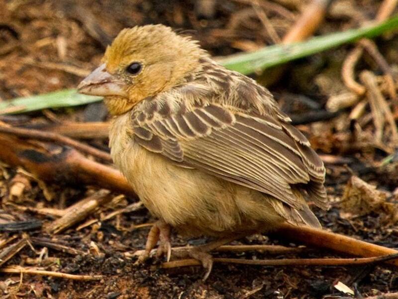 Bob-tailed Weaver, Photos 4