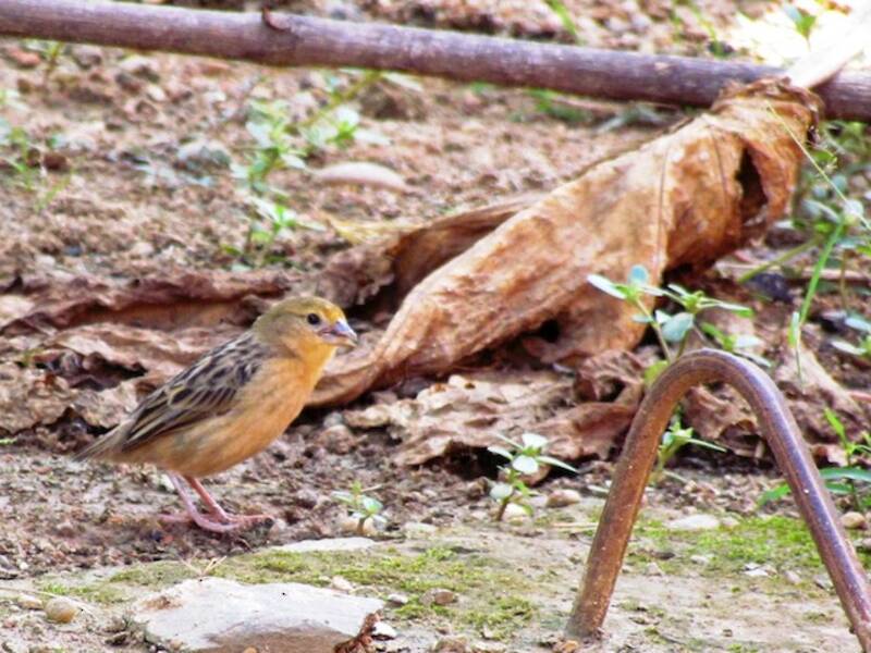 Bob-tailed Weaver, Photos 3