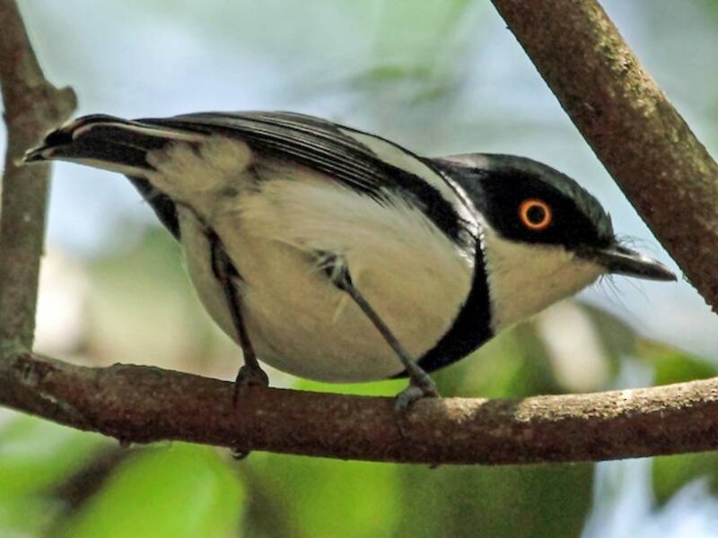 Boulton's Batis, Photos 4