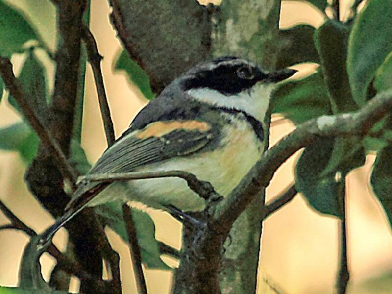 Boulton's Batis, Photos 3