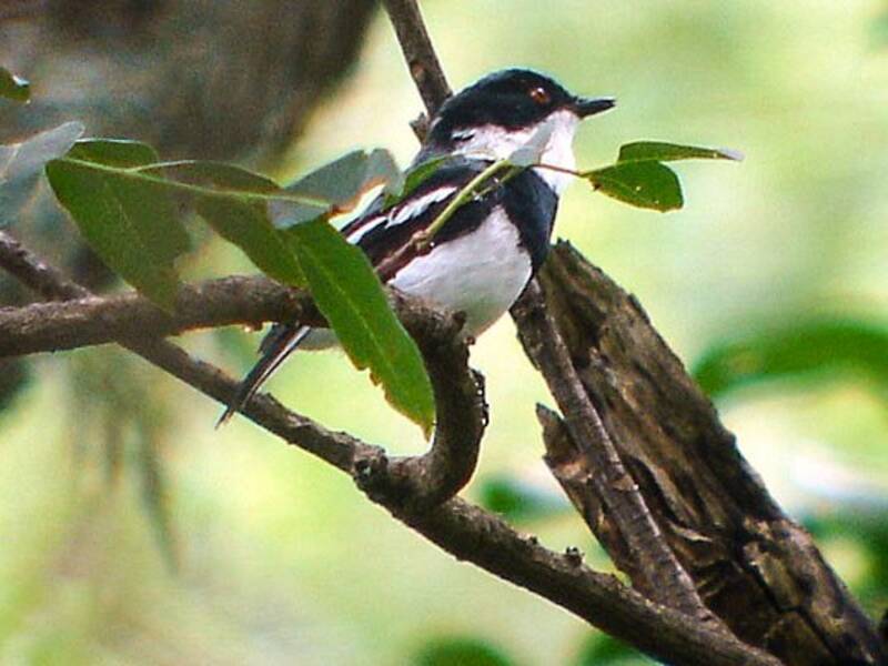 Boulton's Batis, Photos 2