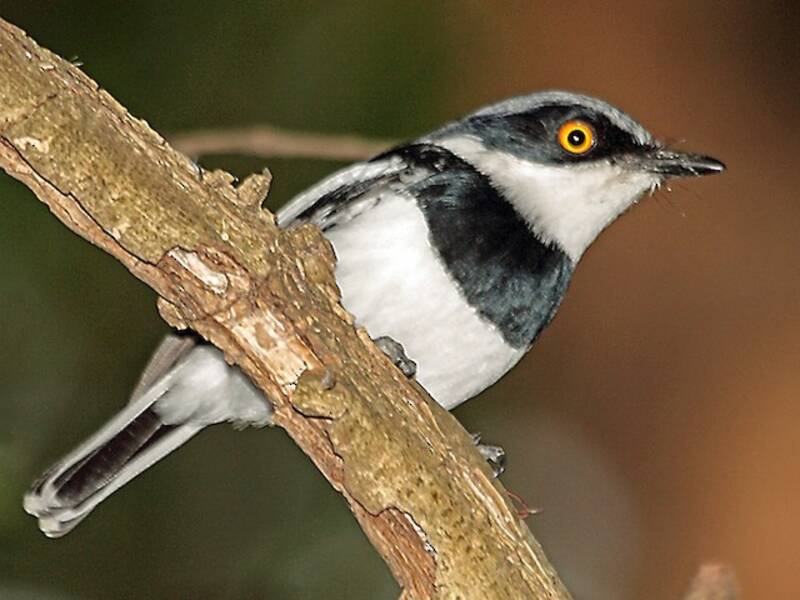 Boulton's Batis