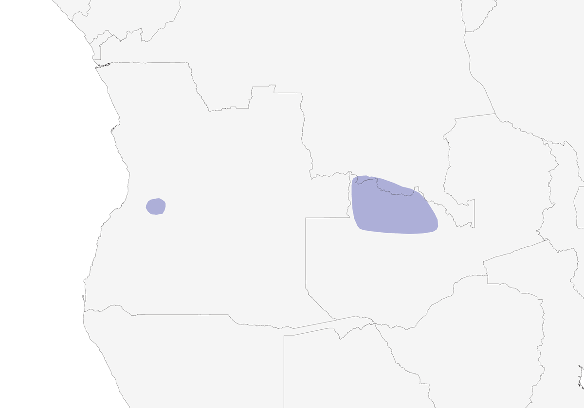 Boulton's Batis, Distribution 1