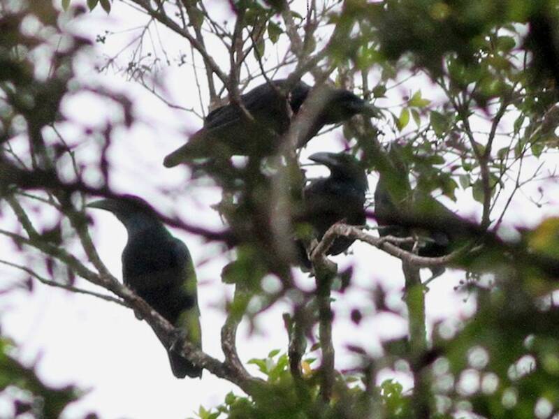 Cuervo de Bougainville