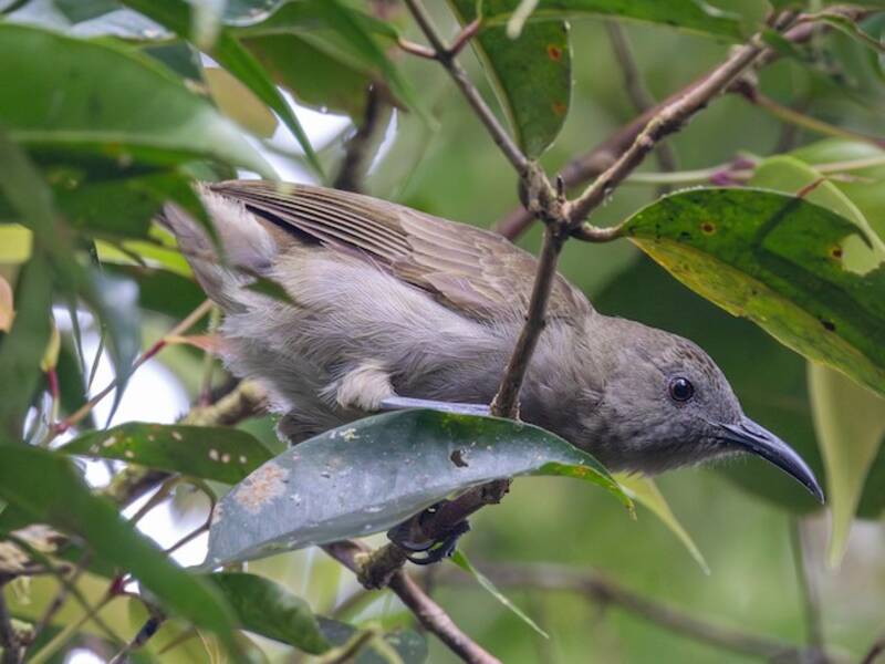 Bougainville Honeyeater, 照片 4