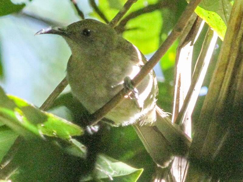 Bougainville Honeyeater, 照片 2