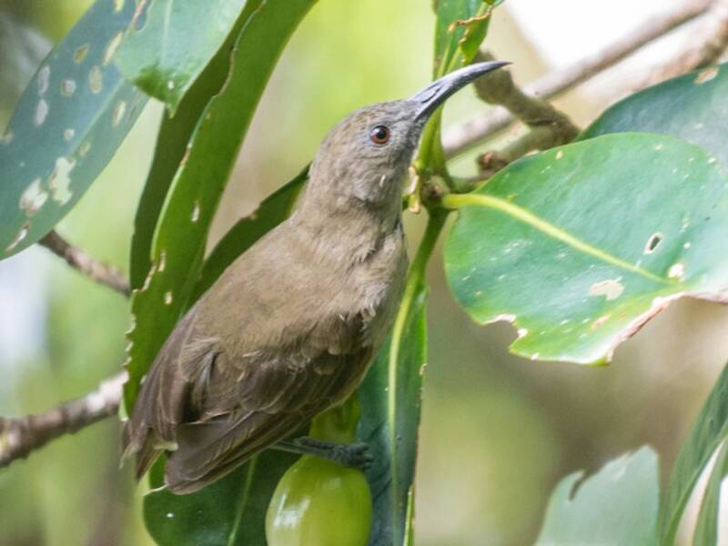 Bougainville Honeyeater, 照片 3