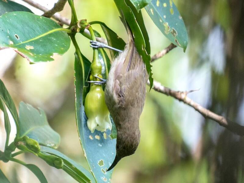Bougainville Honeyeater