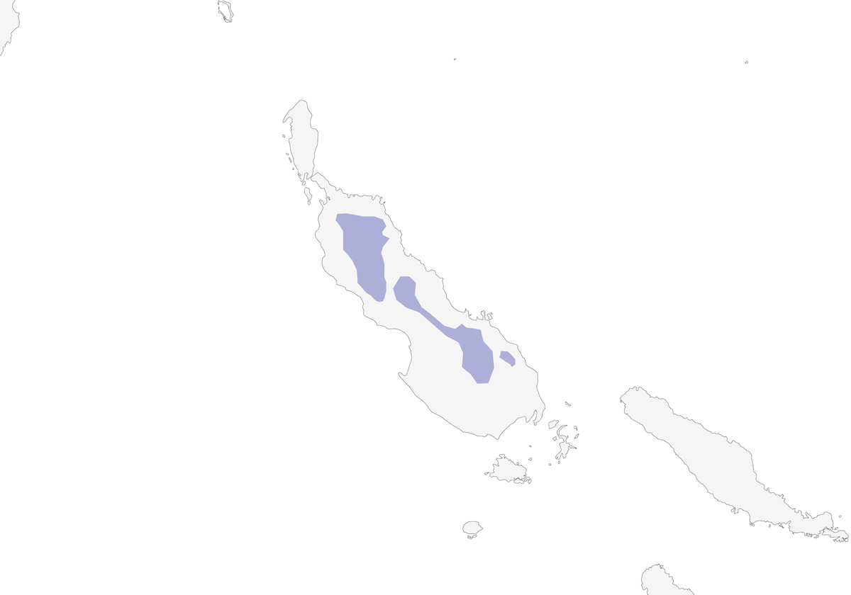 Bougainville Honeyeater, 分布 1