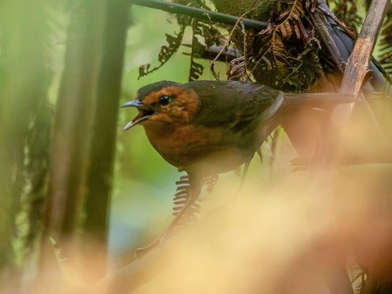 Bougainville Thicketbird