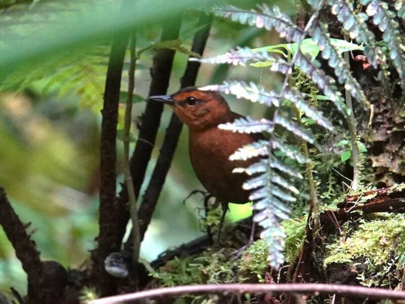 Mégalure de Bougainville, Photos 2