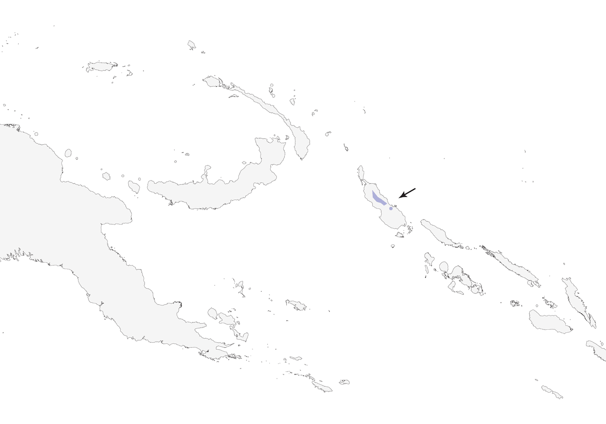 Mégalure de Bougainville, Distribution 1