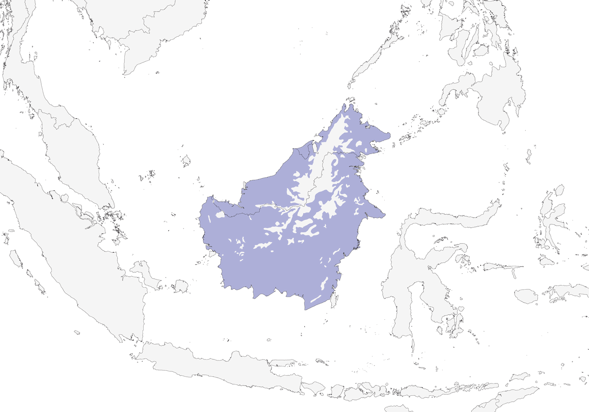 Timalí múrido de Borneo, Distribución 1