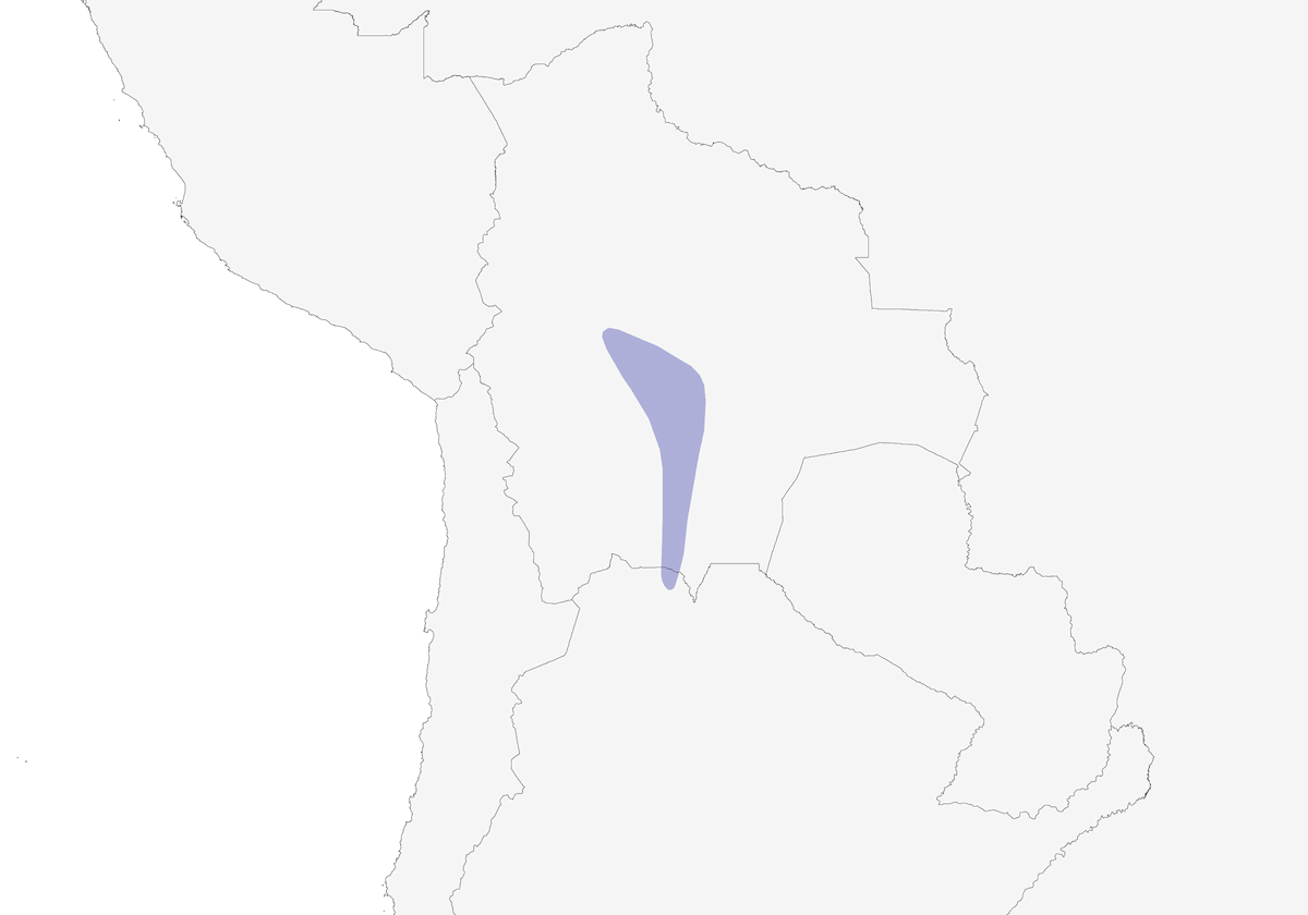 Fringuello cantante boliviano, Distribuzione 1