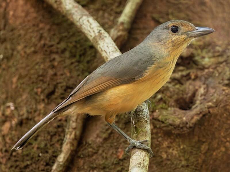 Bower's Shrikethrush, Photos 3