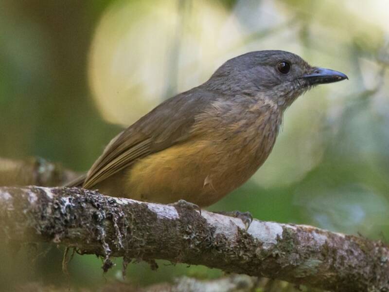 Bower's Shrikethrush, Photos 2