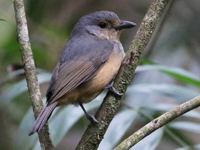 Bower's Shrikethrush, Photos 4
