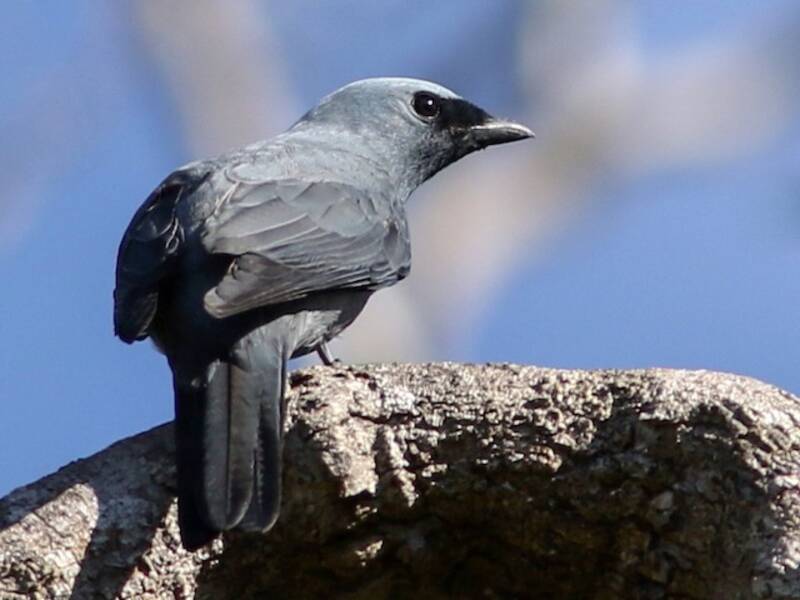 Boyer's Cuckooshrike, Photos 2